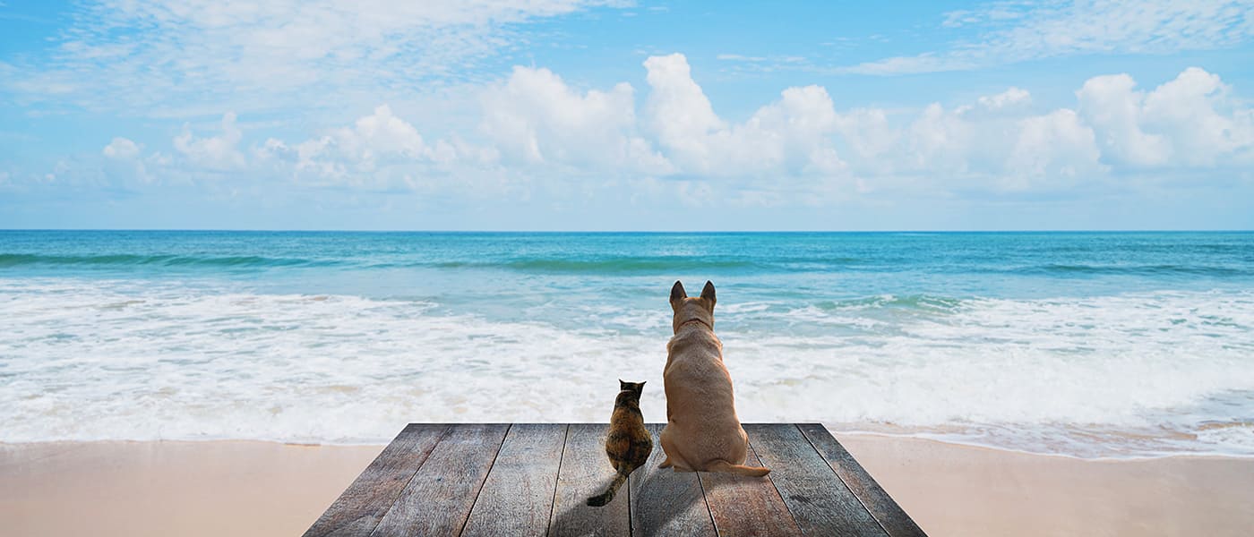 遺骨送還専門(全国対応） 行政書士